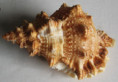 /products/tutufa-bufo-roding-1798/